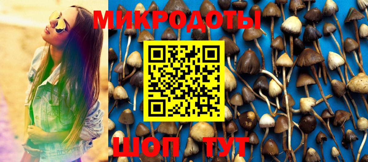 Псилоцибиновые грибы Psilocybe Абинск